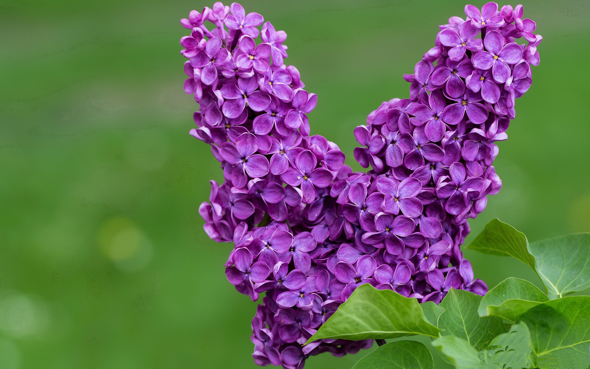 开云体育在线-伊朗踏平亚特兰大，苏亚雷斯在世界排名争夺战接管比赛